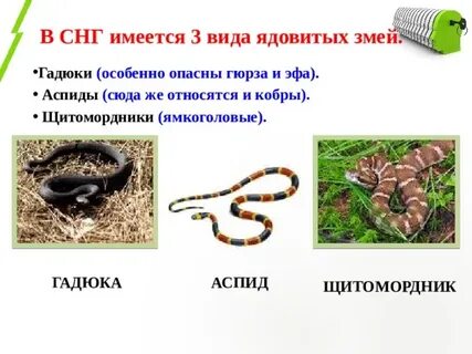 Гадюка книга толстого