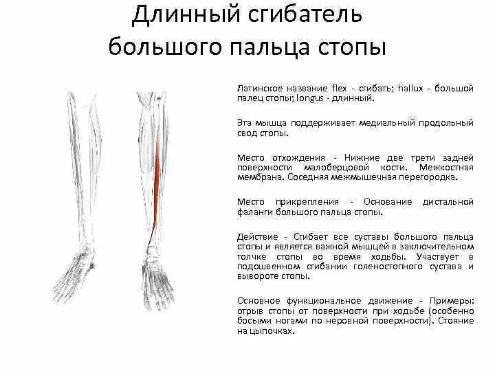 Сгибатель латынь. Мышца сгибатель большого пальца стопы. Сухожилие длинного сгибателя пальцев стопы анатомия. Тендинит длинного сгибателя большого пальца стопы. Функции мышцы длинный сгибатель пальцев стопы.