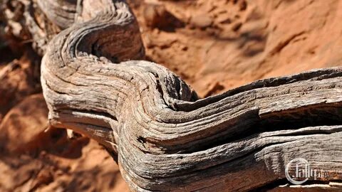 Dry wood