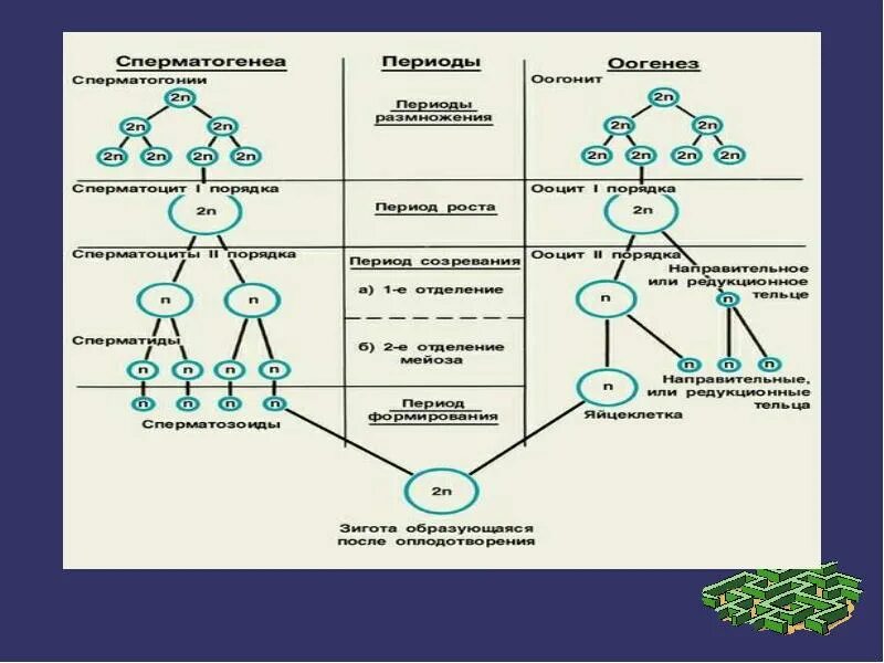 Гаметогенез и спорогенез