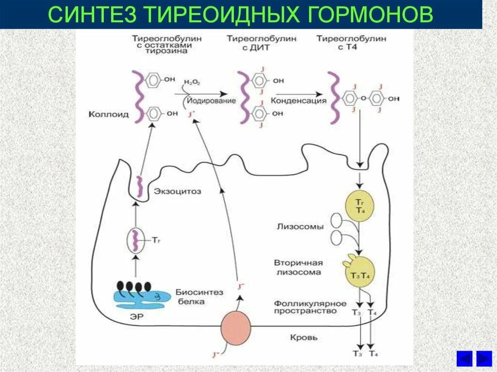 Тироксин ферменты. Биосинтез тиреоидных гормонов схема. Гормоны щитовидной железы этапы биосинтеза. Схема синтеза тиреоидных гормонов. Синтез гормонов щитовидной железы схема.