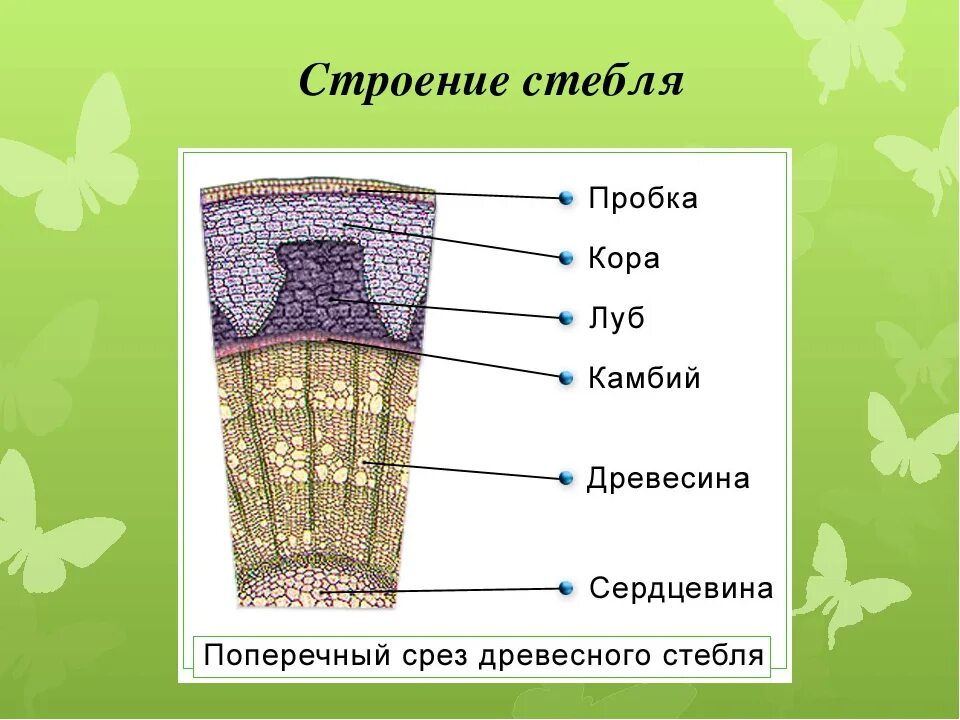 Анатомическое строение стебля травянистых растений. Строение поперечного среза древесного стебля. Строение среза стебля биология 6 класс. Строение кожицы стебля. Строение стебля голосеменных растений.