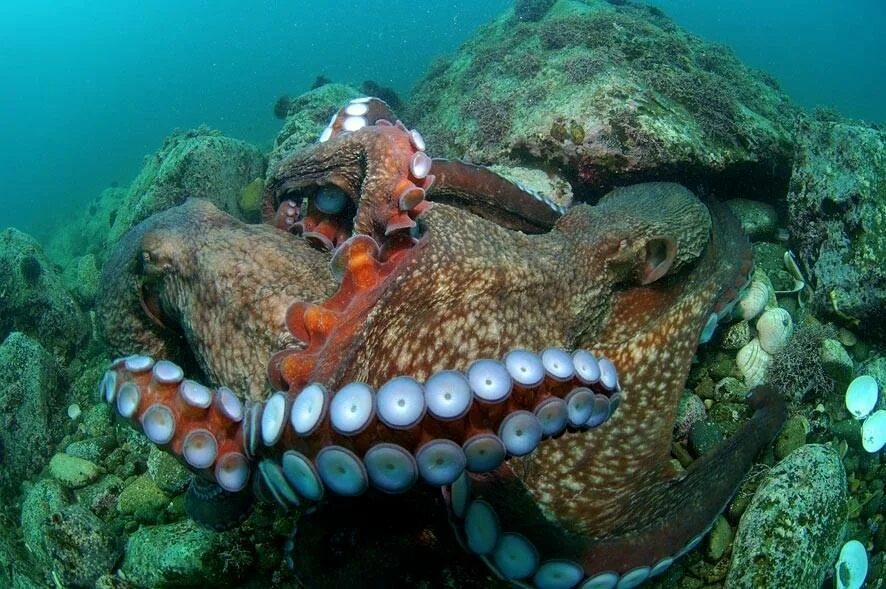 Много морских животных