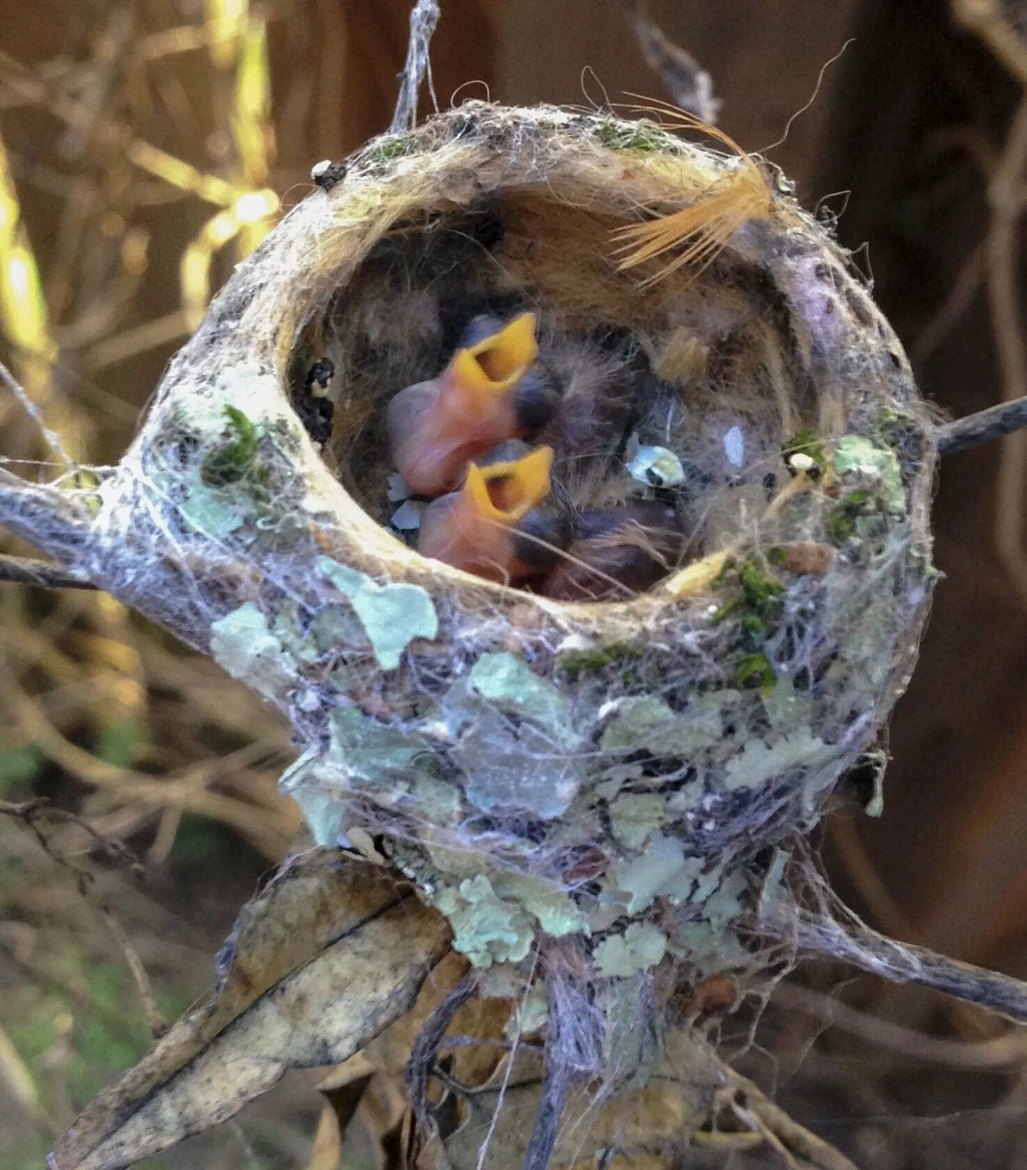 Какой гнезде в жизни. Гнездо Колибри. Птенец Колибри. Колибри гнезда и яйца. Шалашник птица гнездо.
