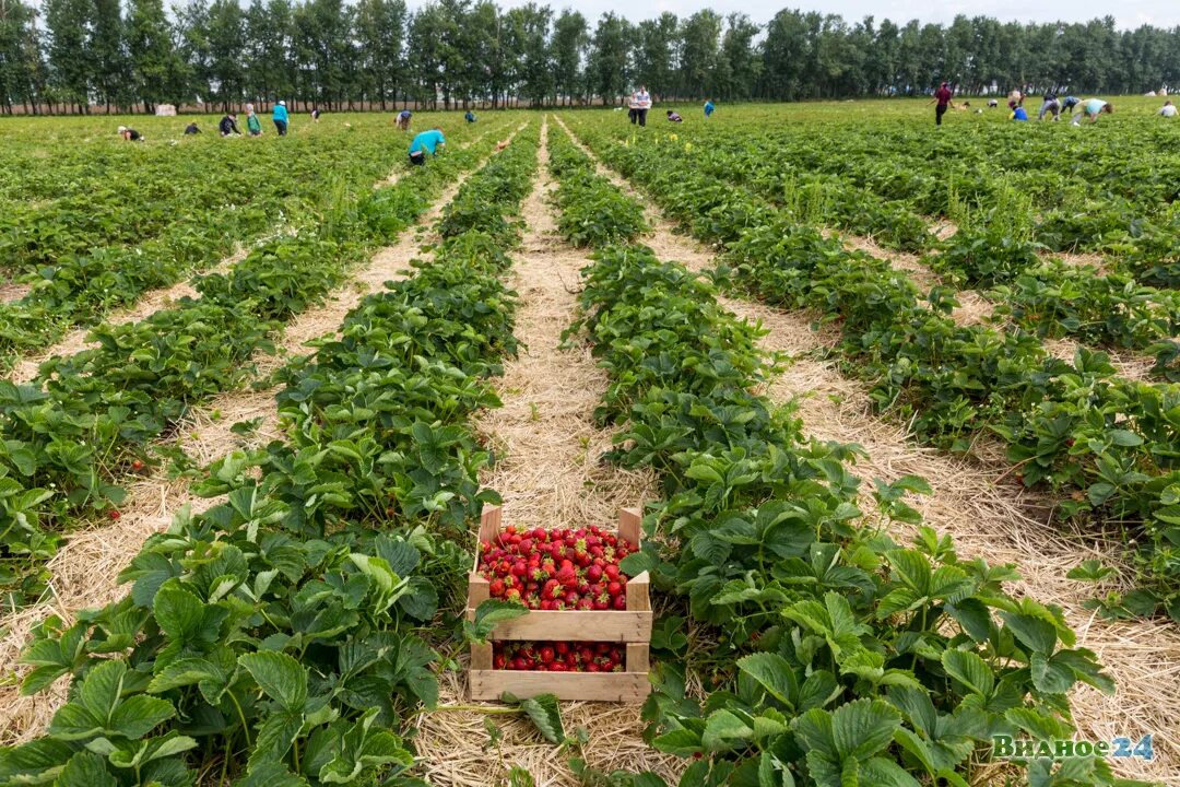 Урожайность клубники с 1. Клубника Совхоз Видное. Совхоз имени Ленина плантации. Совхоз имени Ленина сбор клубники. Плантация клубники.