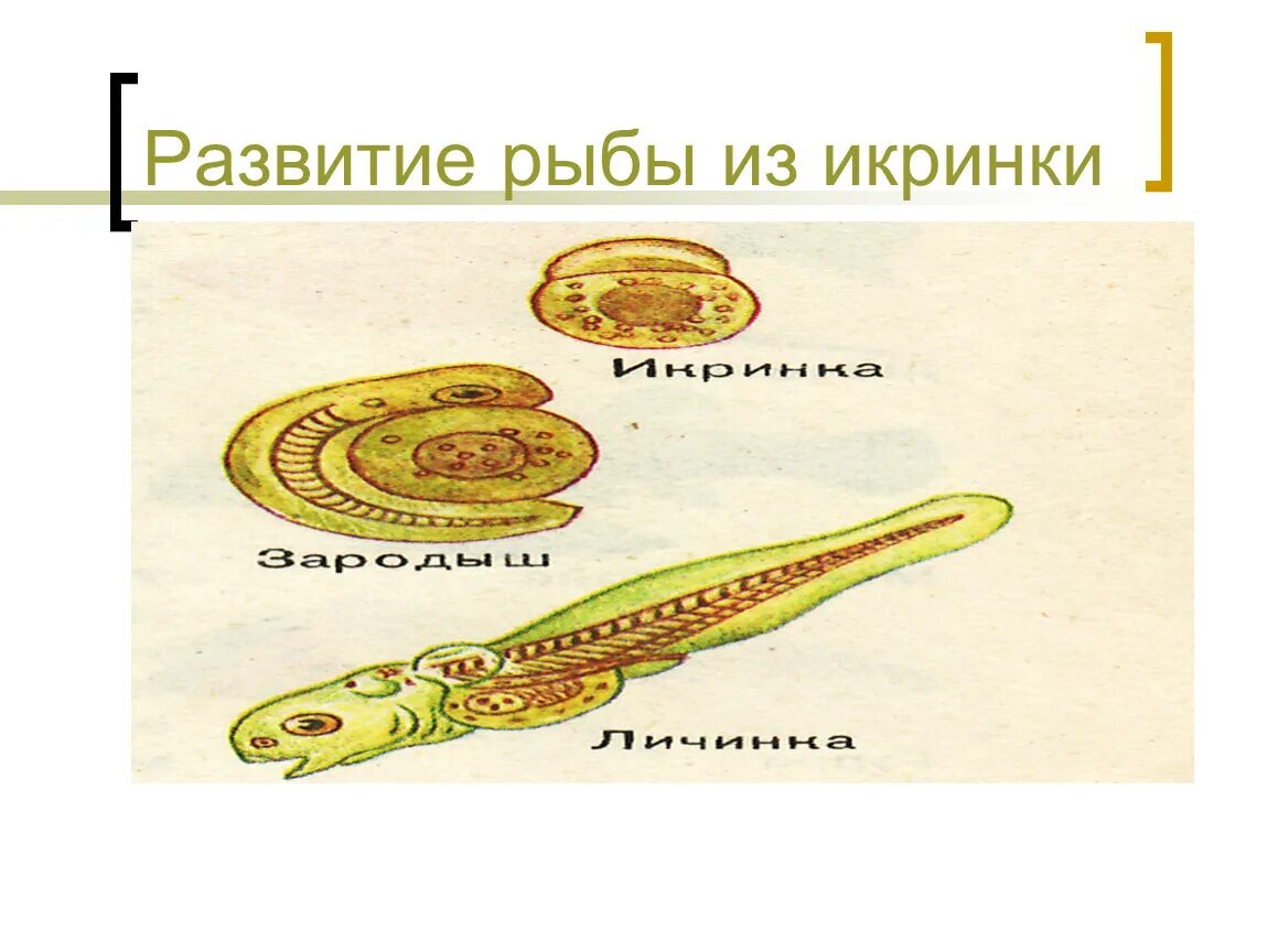 Схема развития рыбы. Стадии развития рыбы. Цикл развития рыб. Цикл развития рыбы схема. Размножение животных рыбы