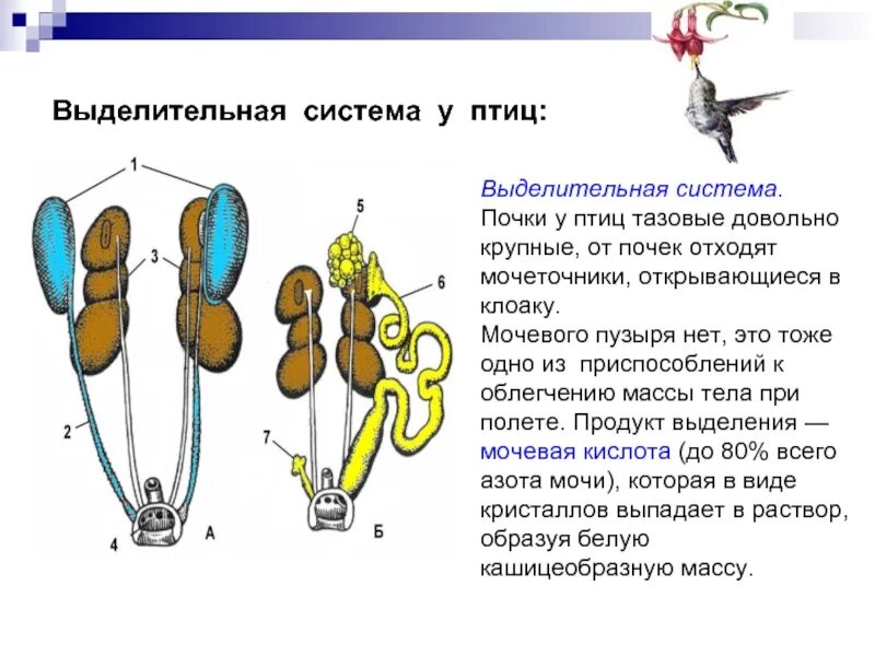 Охарактеризуйте особенности строения органов размножения птиц. Строение выделительной системы птиц. Выделительная система птиц. Функция выделительной системы у птиц. Выделительная система птиц схема.