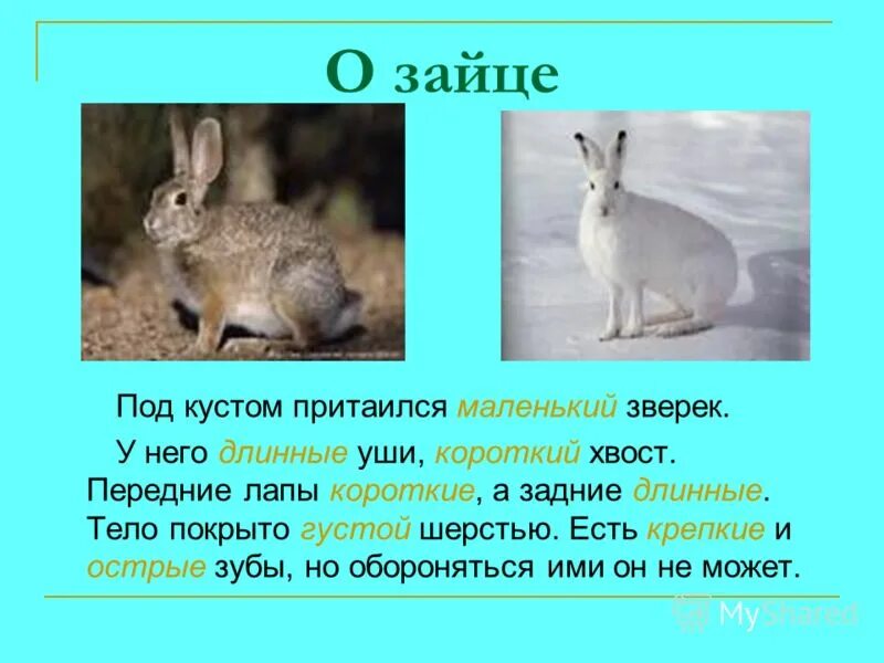 У зайца хвост короткий а уши. Под кустом притаился маленький зверек. Заяц под кустом притаился. Под кустом притаился маленький зверек у него были длинные. Передние лапы зайца.