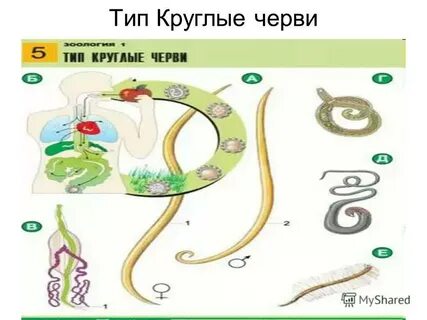 У круглых червей двусторонняя симметрия