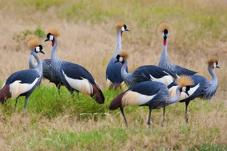 Fauna de la selva, Aves de compañía, Imagenes de animales