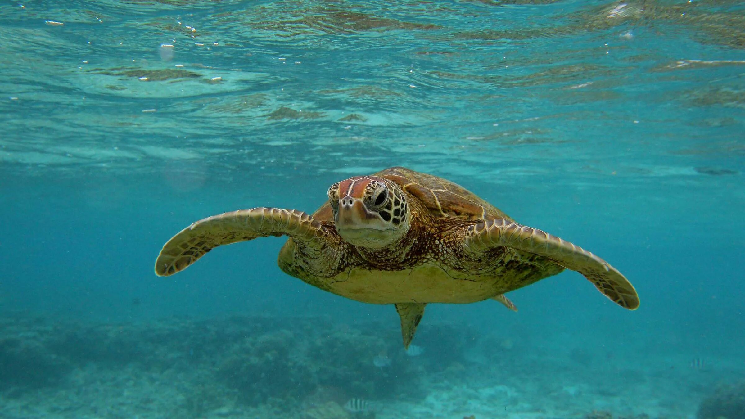 Floating turtle