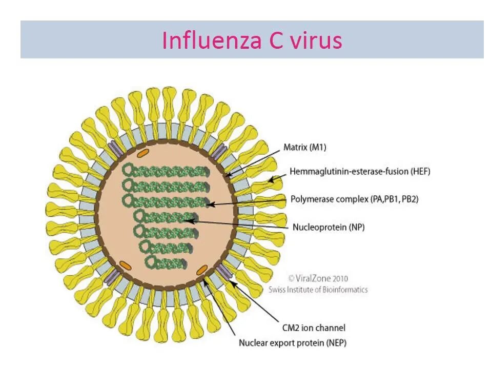 Грипп семейство. Структура вириона ортомиксовирусов. Схема строения вириона вируса гриппа. Коронавирус строение вириона. Ортомиксовирусы микробиология строение.