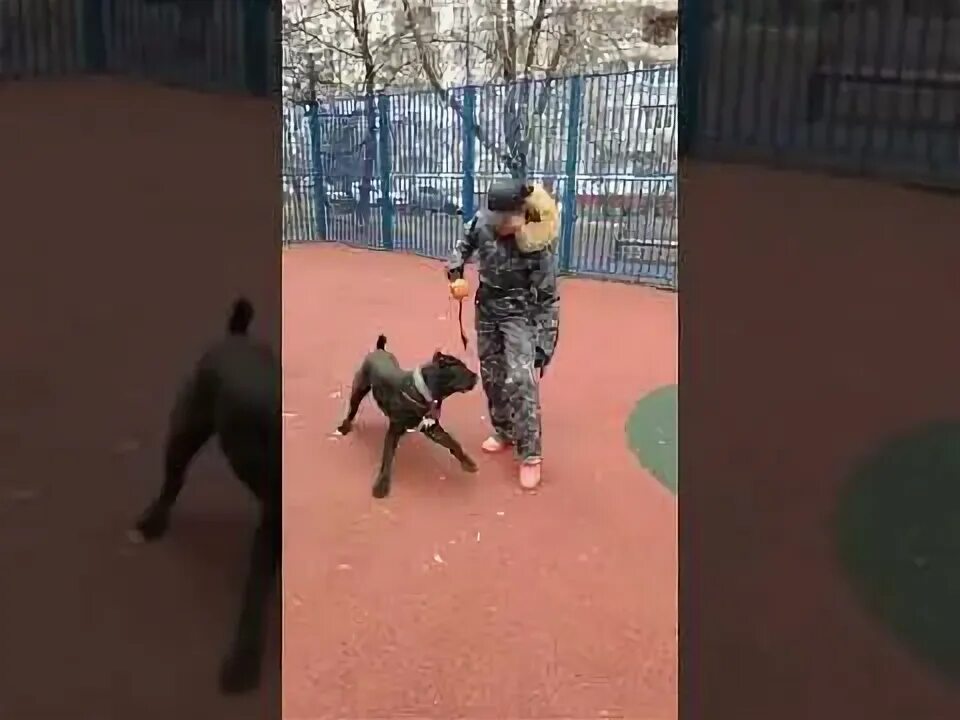 Собака девочка делает движения как кобель. Собака девочка делает движения как кобель