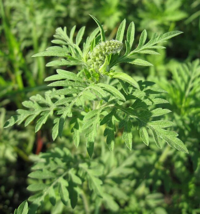 Мята амброзия. Ambrosia artemisiifolia. Амброзия. Амброзия растение таксоны растений. Амброзия растение таксоны растений.