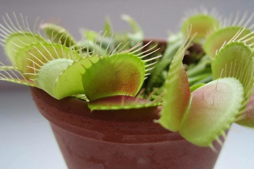 Дионея мухоловка. Венерина мухоловка Dionaea. Венерина Дионея. Венерина мухоловкаоловка\.