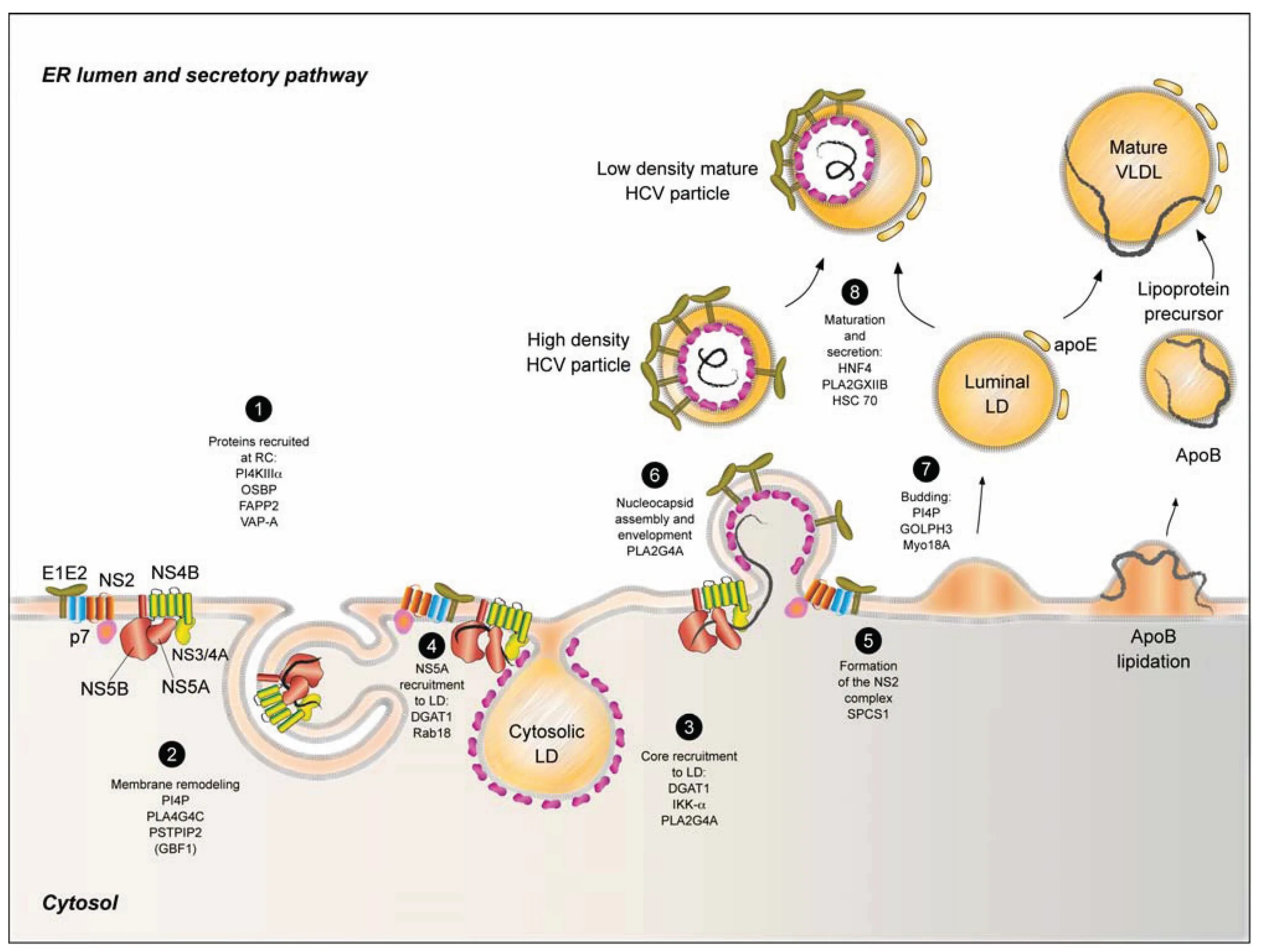 Hepatitis c virus Life Cycle. Hepatitis c virus (HCV) Lifecycle. HIV Life Cycle. Virus Life Cycle. Hcv ns
