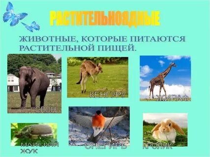 Как называются животные питающиеся другими животными