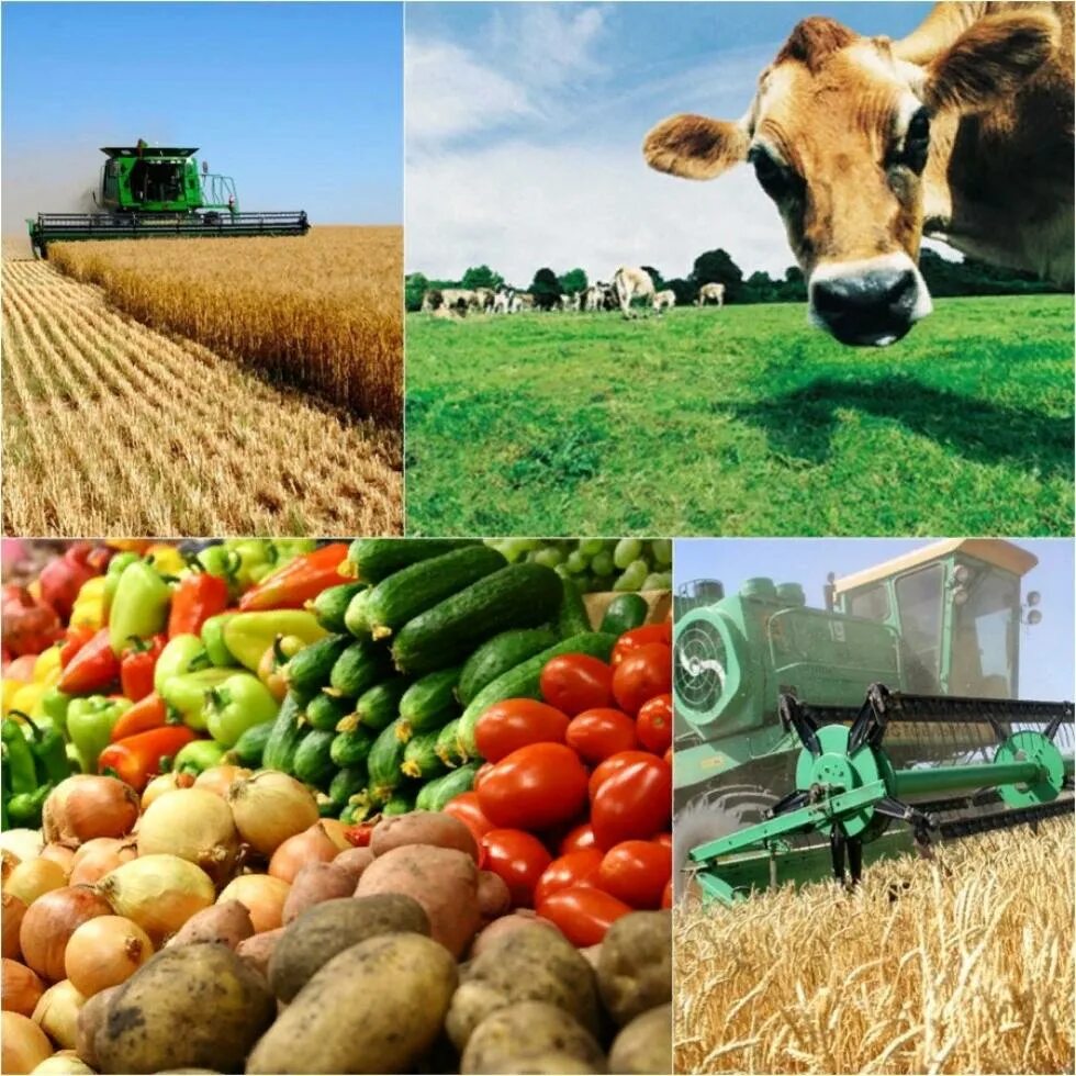 Сельское хозяйство. Сельхоз хозяйство. Сельское хозяйство животноводство. Сельское хозяйство агропромышленный комплекс.
