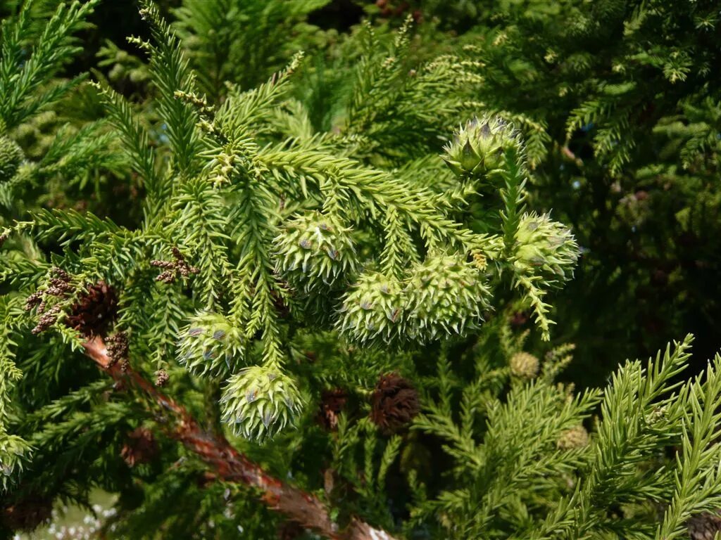 Криптомерия японская Элеганс. Криптомерия японская Cryptomeria japonica. Криптомерия хвойные. Криптомерия элеганс виридис