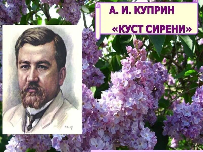 Куприн куст сирени конспект урока