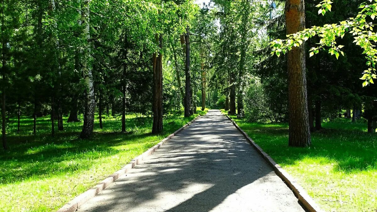 Томск парк. Лесопарк Томск. Томск парк Политехник лес. Томск Центральный парк.