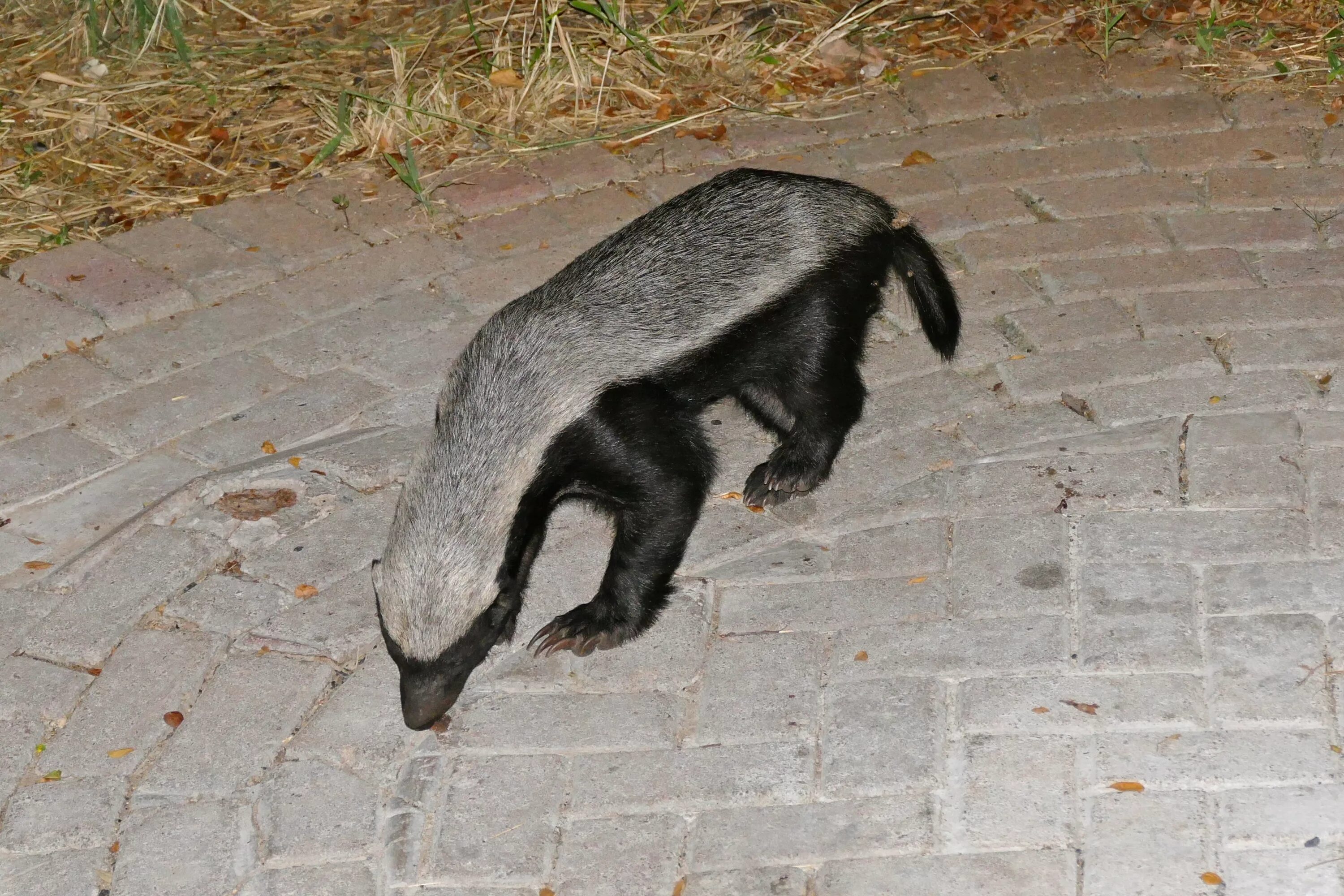 Барсук медоед. Honey Badger (Mellivora capensis). Медоед детеныш. Грозный медоед.