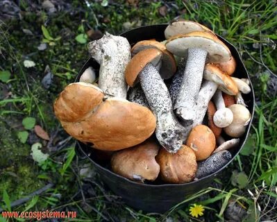 Какие грибы есть в августе