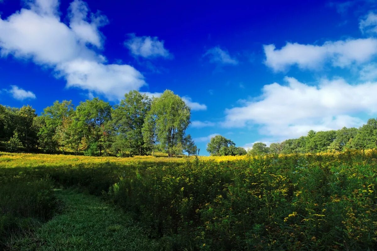 Небо лес. Панорама леса. панорама природа. панорамный пейзаж. лес панорама.
