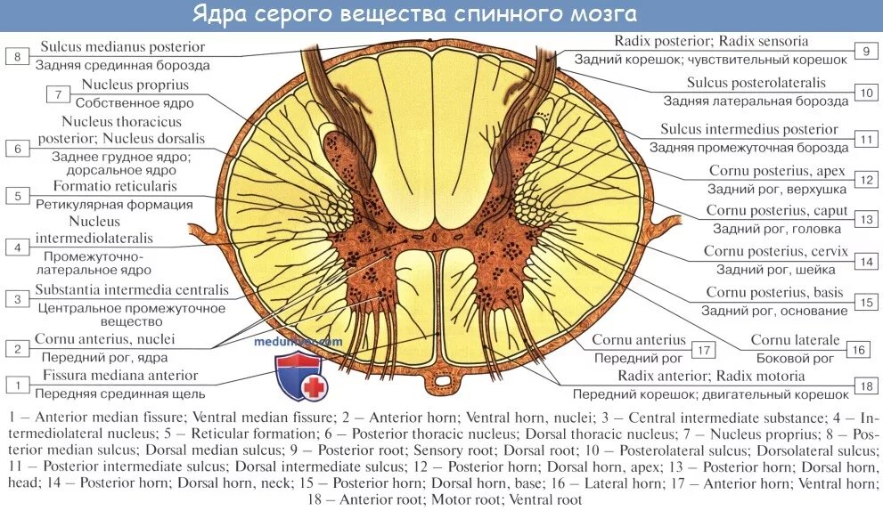 Схема поперечного разреза спинного мозга. Ядра переднего рога спинного мозга. Структура спинного мозга задние рога. Ядра передних Рогов спинного мозга латынь.