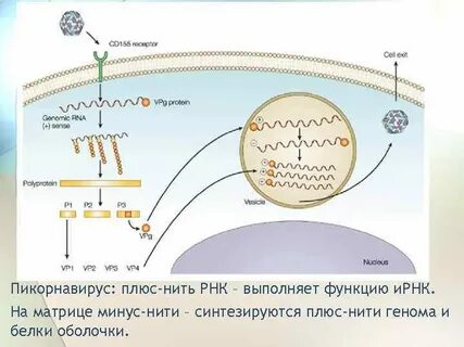 Рнк минус нитевых вирусов