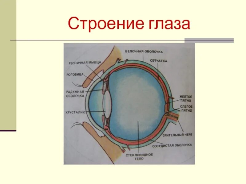 Глаз человека имеет оболочек. Строение белочной оболочки глаза. Белочная оболочка глаза анатомия. Глаз мышцы глаза белочная оболочка. Белочная оболочка глаза склера.