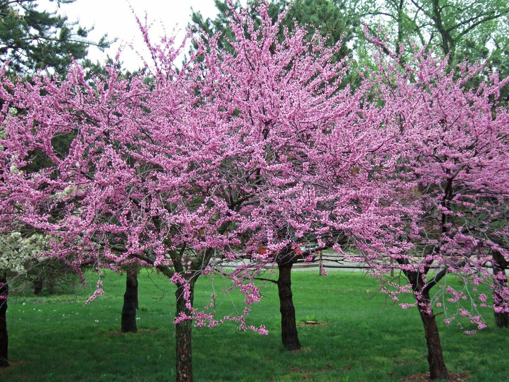 Дерево весной название цветет. Церцис Гриффита. Церцис канадский. Церцис крона. Багрянник.