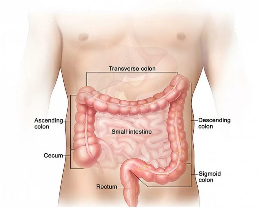 Где болит кишечник у человека. Сигмовидная кишка анатомия расположение. Строение кишечника человека схема. Расположение кишечника у женщин. Слепая и ободочная кишка анатомия.