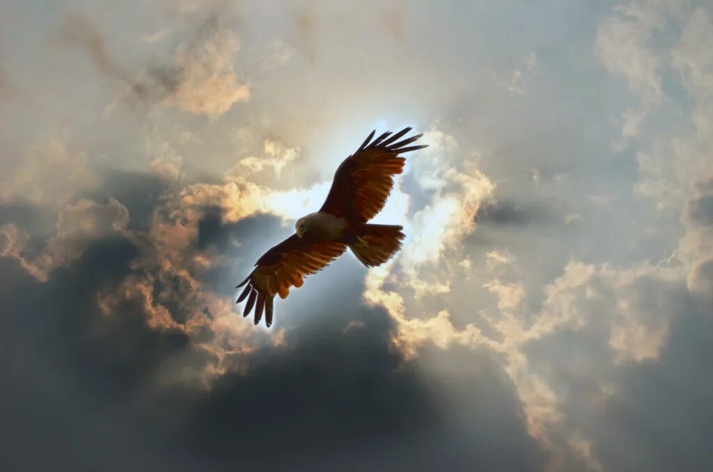 Орел в небе. Орел парящий в небе. Сокол парит в небе. Полет орла.