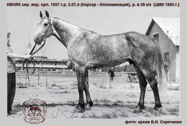 Орловские рысаки - Фотография 11 из 51 ВКонтакте