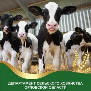 Молодняк