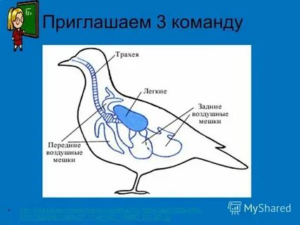 Имена связанные с птицами