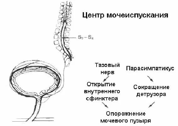 Центр рефлекса мочеиспускания. Схема процесса мочеиспускания. Регуляция мочеиспускания схема. Иннервация мочевого пузыря схема. Ригидный мочевой пузырь это.