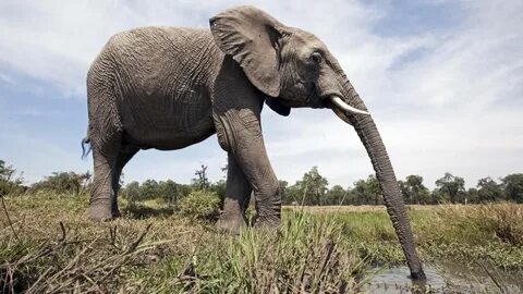 Image result for elephant side view Слоненок, Кения, Веселые Факты, Котопес...
