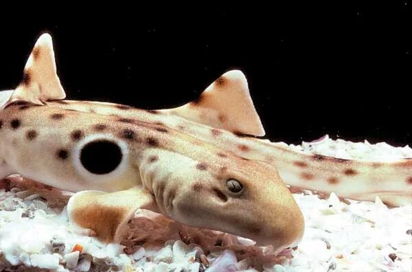 ZooBorns Saltwater fish tanks, Ocean creatures, Marine animals