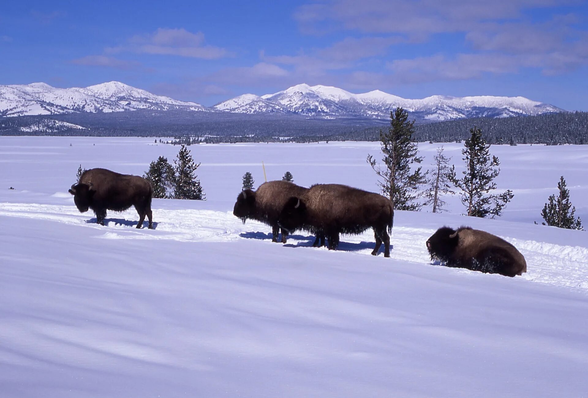 Яки зимой. Yellowstone park bison herd. йеллоустонский национальный парк бизоны. бизон зимой в йеллоустонском парке. зубр зимой.