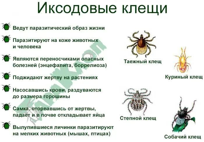 Представляют ли опасность для человека личинки таежного. Иксодовый клещ классификация. Иксодовые клещи являются разносчиками. Иксодовые клещи инвазионная стадия. Иксодовый клещ систематика.