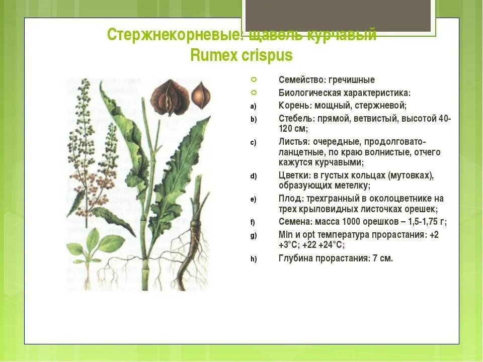 Щавель пример. Щавель конский формула цветка. систематика конского щавеля. семейство гречишные формула цветка. семейство гречишные плод.