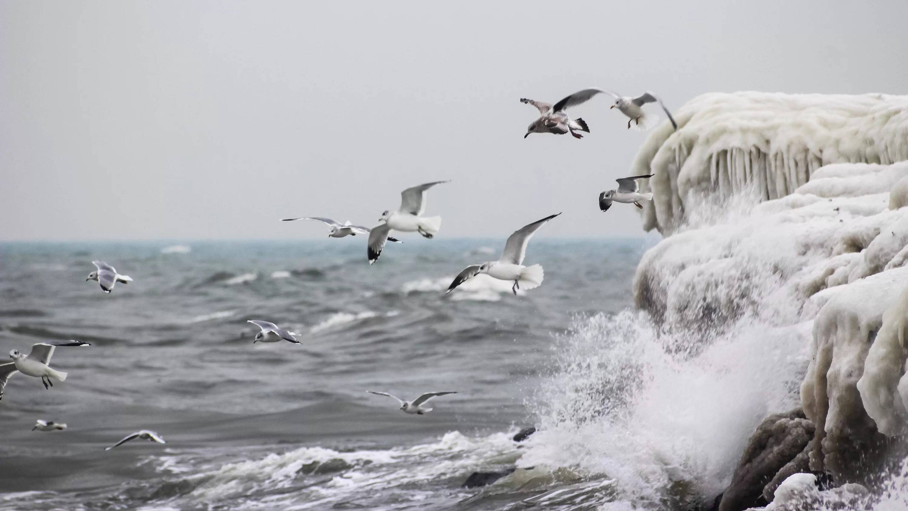 Море, Чайки. Чайки над морем. Чайки на воде.