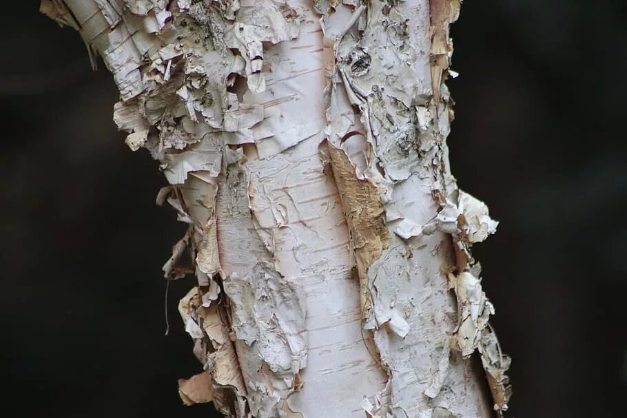 Березовая береста. Ствол березы. Birch bark. Береста березы. Birch bark.