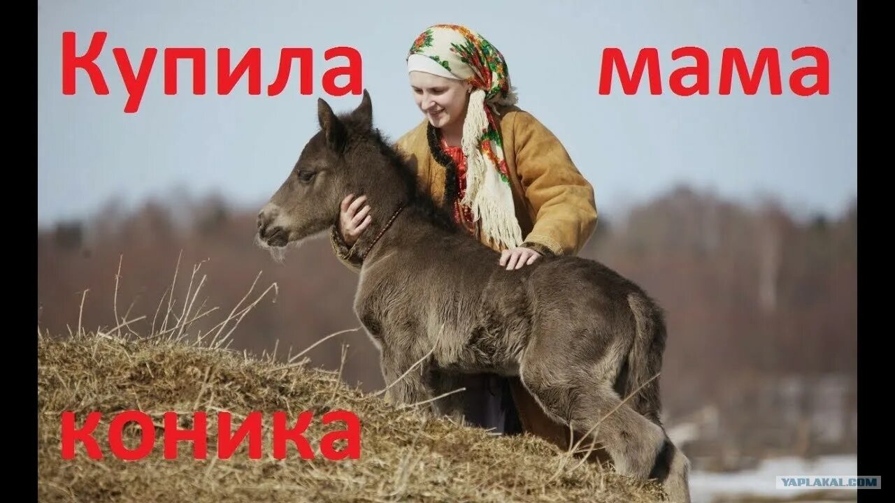 Купила мама Коника Коника. Купила мама Коника а Коник без ноги. Песня купила мама Коника. Мама, купи!. Слушать коник