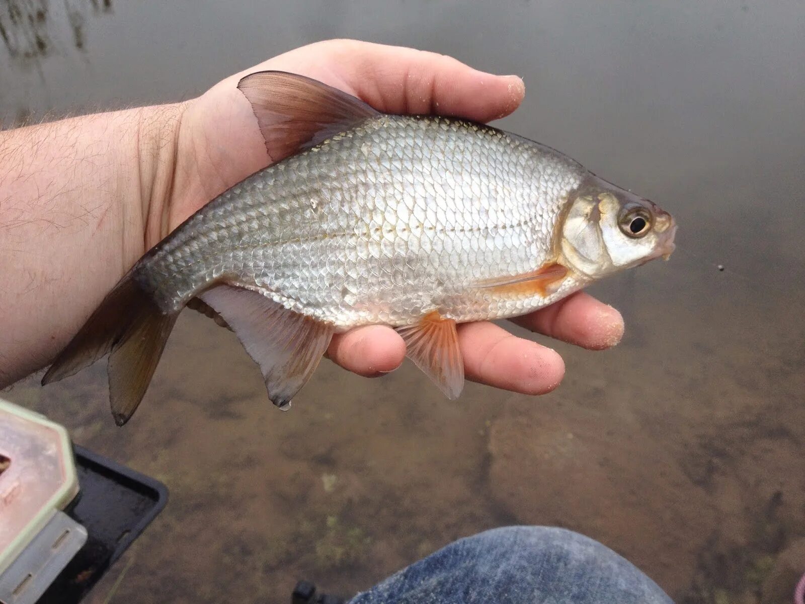 Чебак рыба. Амурский чебак (язь). Плотва rutilus rutilus. Сибирская плотва чебак. Чебак рыба.