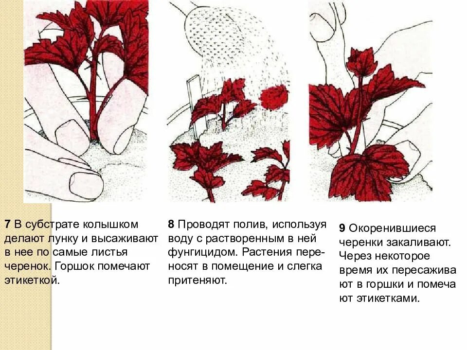 Надо ли обрезать гейхеру на зиму