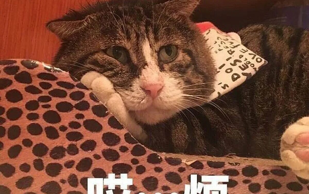 Ай кот. Кот с нервным лицом.