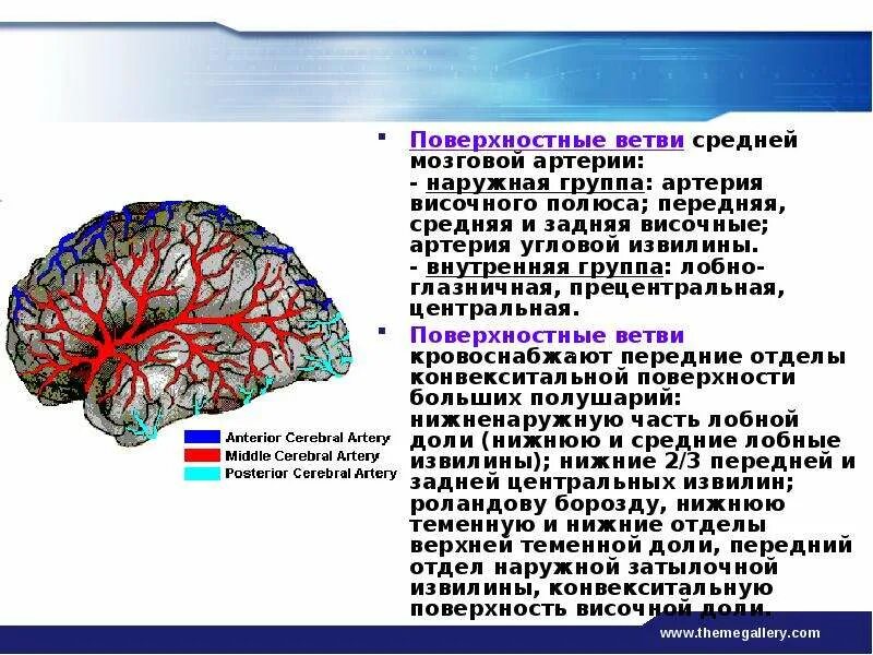 Артерии среднего мозга. Средняя мозговая артерия. Поверхностные ветви средней мозговой артерии. Передняя и средняя мозговые артерии. Средняя мозговая артерия головного мозга.